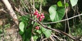 heart-leaved moonseed Tinospora cordifolia Royalty Free Stock Photo